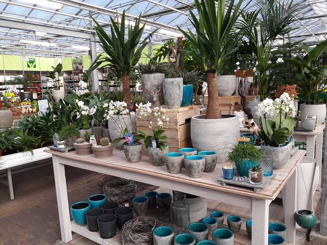 kamerplanten