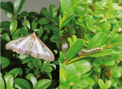 Buxusmot/rups plaag in Nieuwegein!