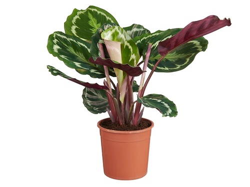 De Calathea kun je niet weerstaan