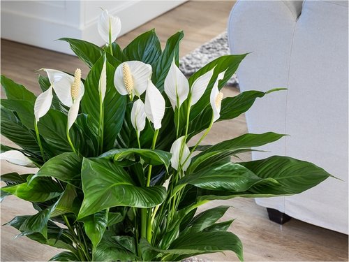 Op slag verliefd op de Spathiphyllum 'Bingo Cupido'