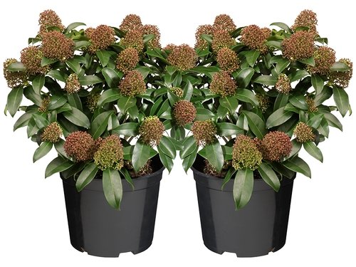 Skimmia japonica 'Rubella': wintergroene schoonheid