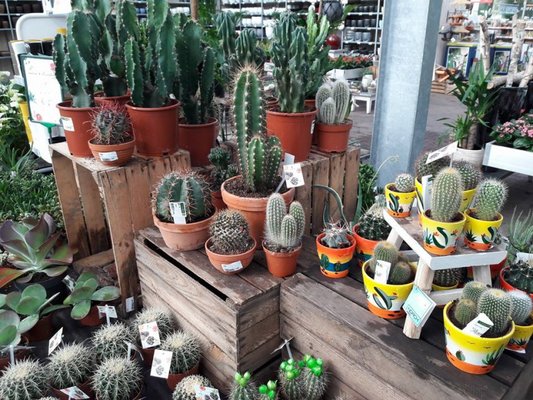 Cactussen en vetplanten