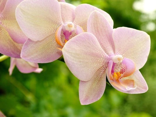 Orchidee